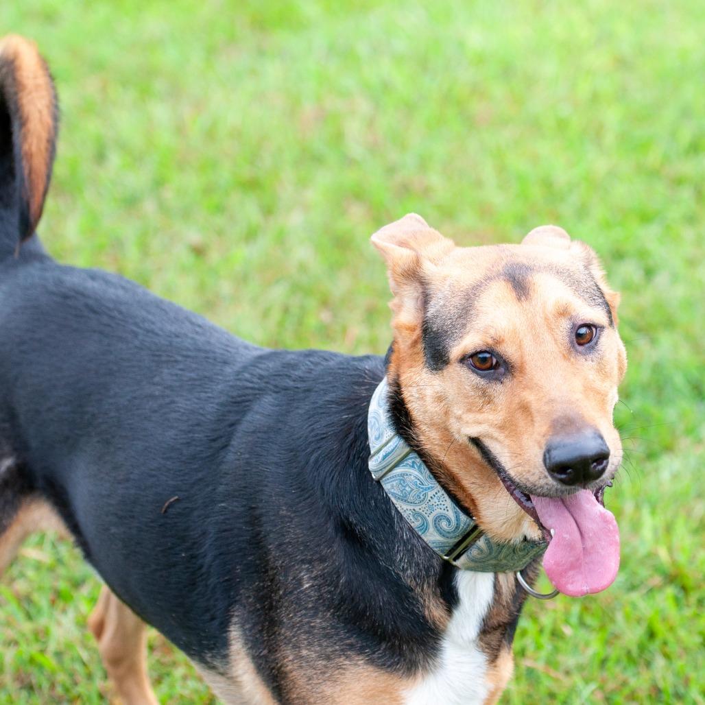 Enlarge Junior, a Adoptable mixed breed in Cabot, AR image 2/4
