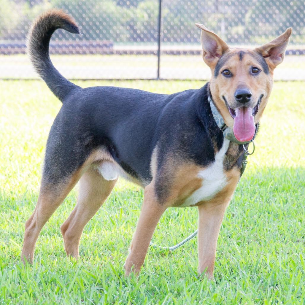 Enlarge Junior, a Adoptable mixed breed in Cabot, AR image 2/2