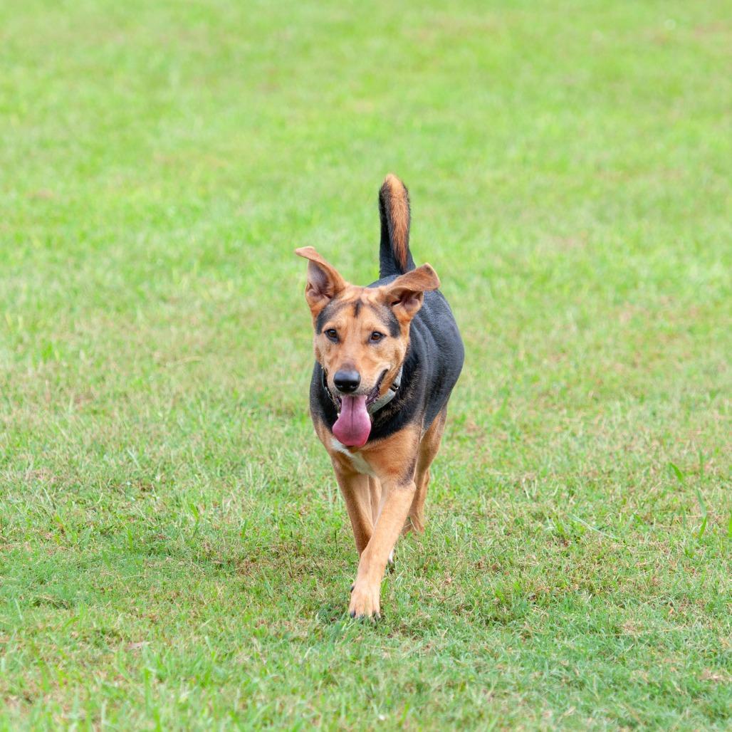 Enlarge Junior, a Adoptable mixed breed in Cabot, AR image 4/4