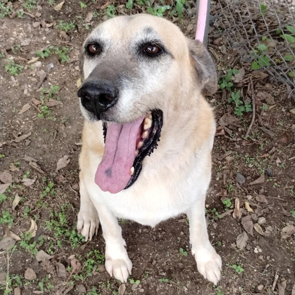 Enlarge Grandma Agnes D46355, a Adoptable mixed breed in Corsicana, TX image 1/5