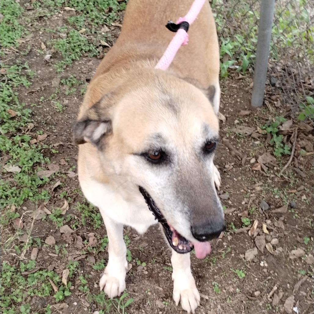 Enlarge Grandma Agnes D46355, a Adoptable mixed breed in Corsicana, TX image 2/5