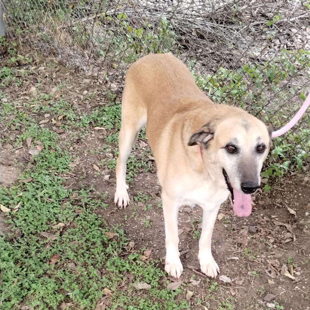 Enlarge Grandma Agnes D46355, a Adoptable mixed breed in Corsicana, TX image 3/5