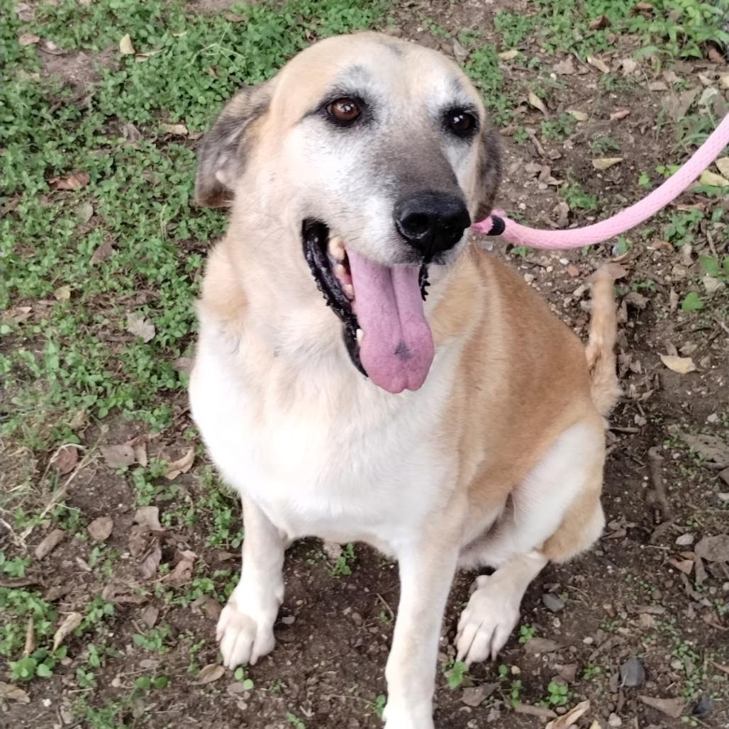 Enlarge Grandma Agnes D46355, a Adoptable mixed breed in Corsicana, TX image 4/5