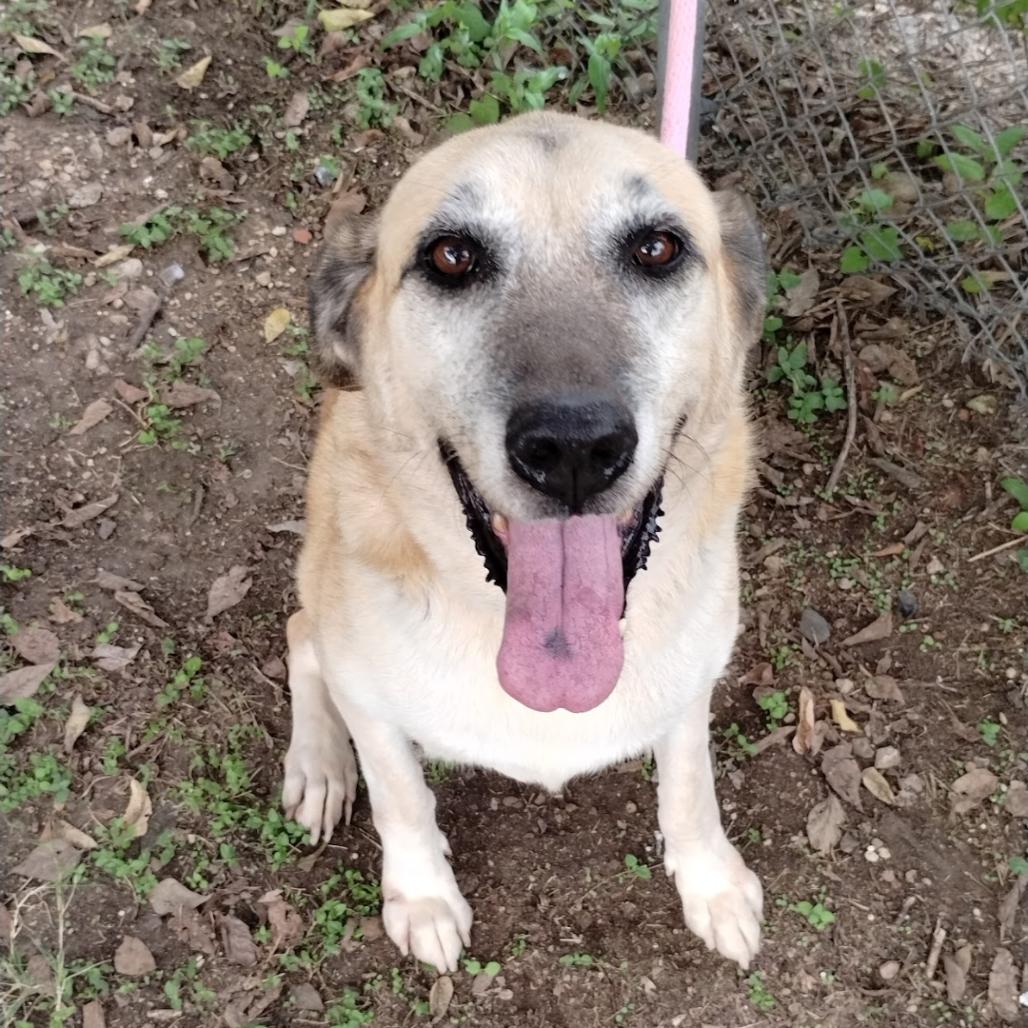 Enlarge Grandma Agnes D46355, a Adoptable mixed breed in Corsicana, TX image 5/5
