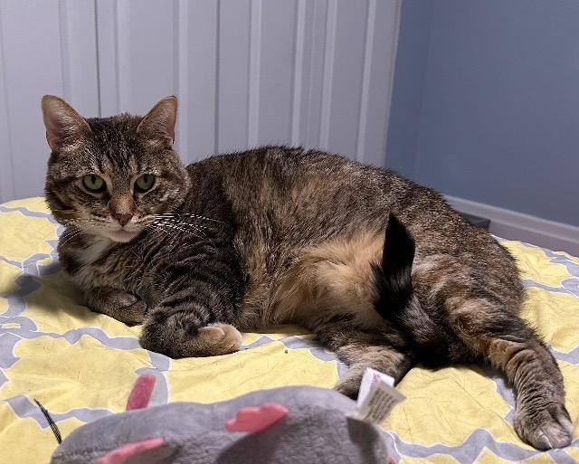 Genealogy, Adoptable, Adult Female Domestic Short Hair.