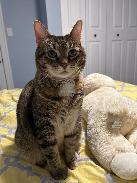 Enlarge Genealogy, a Adoptable mixed breed in Cincinnati, OH image 2/6