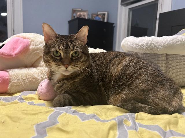 Enlarge Genealogy, a Adoptable mixed breed in Cincinnati, OH image 3/6