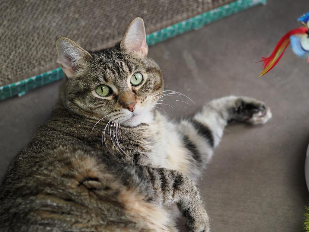 Genealogy, a Adoptable mixed breed in Cincinnati, OH image 3/6