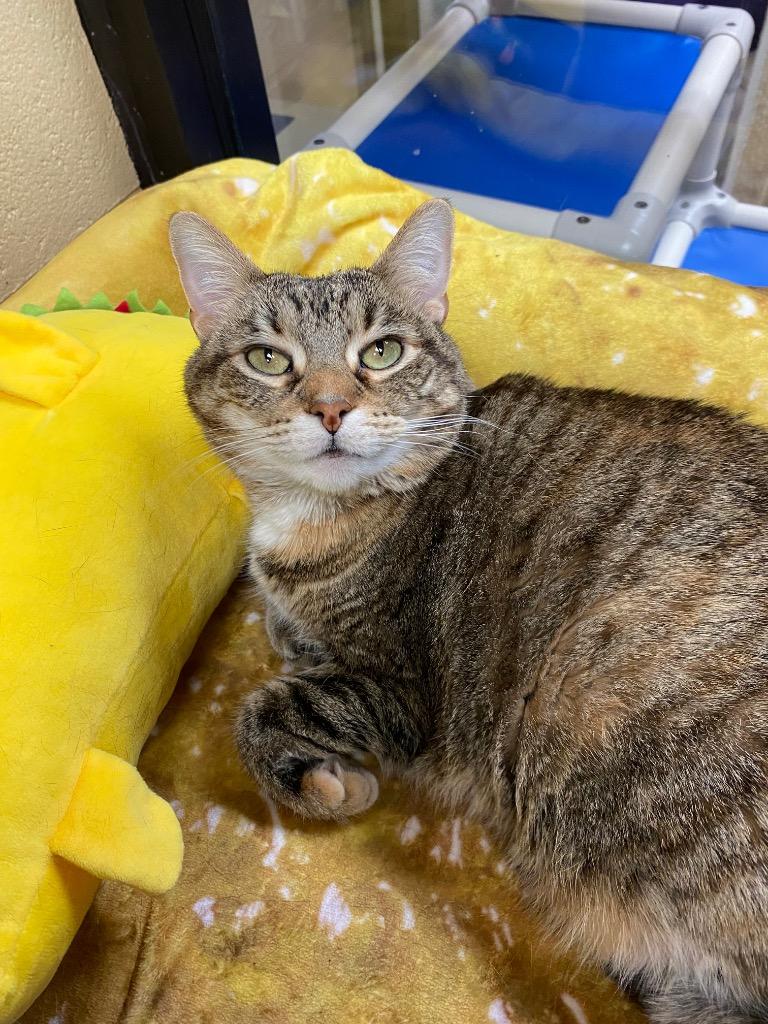 Enlarge Genealogy, a Adoptable mixed breed in Cincinnati, OH image 4/6