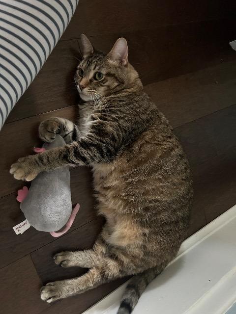 Genealogy thumbnail 4