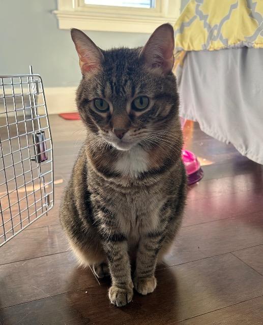 Enlarge Genealogy, a Adoptable mixed breed in Cincinnati, OH image 5/6