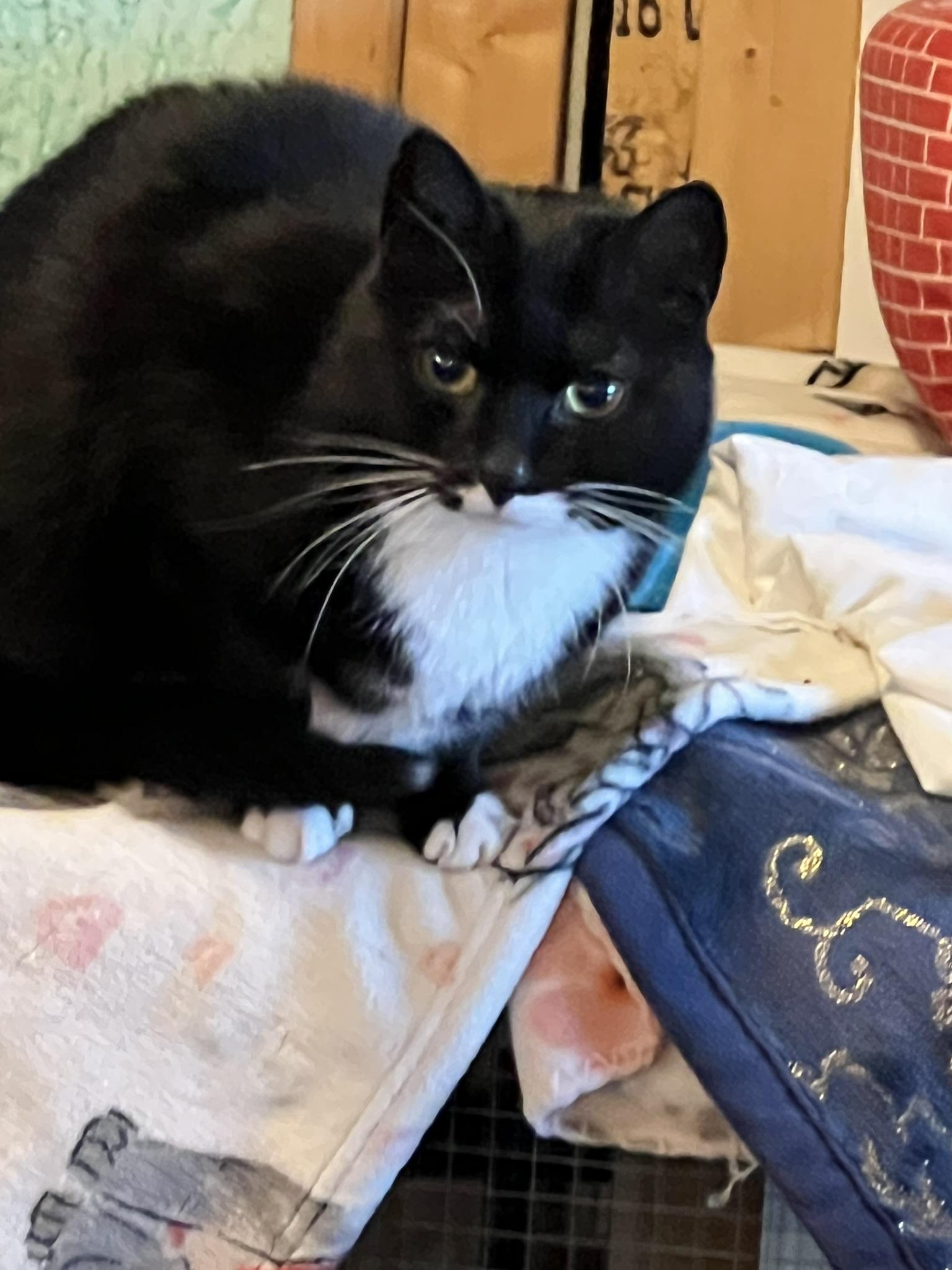 Sophia, Adoptable, Adult Female Domestic Short Hair.