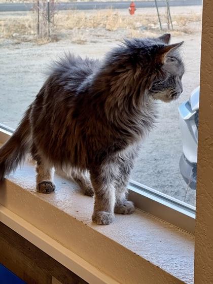 Enlarge Mary, a ADOPTABLE mixed breed in Buena Vista, CO image 3/3