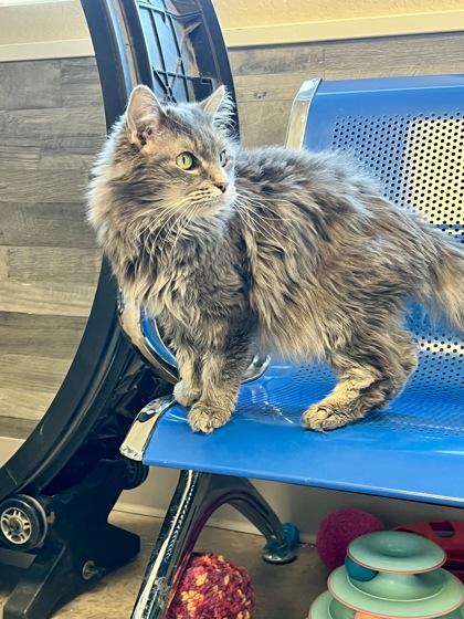 Enlarge Mary, a ADOPTABLE mixed breed in Buena Vista, CO image 2/3