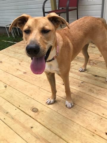 Sadie, a Adoptable mixed breed in Chattanooga, TN image 1/10