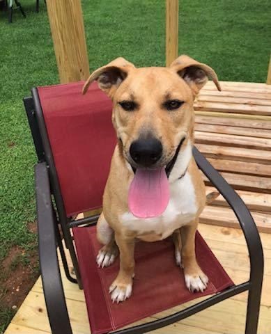 Sadie, a Adoptable mixed breed in Chattanooga, TN image 3/10