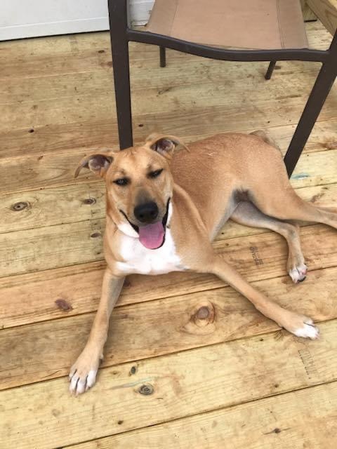 Sadie, a Adoptable mixed breed in Chattanooga, TN image 4/10