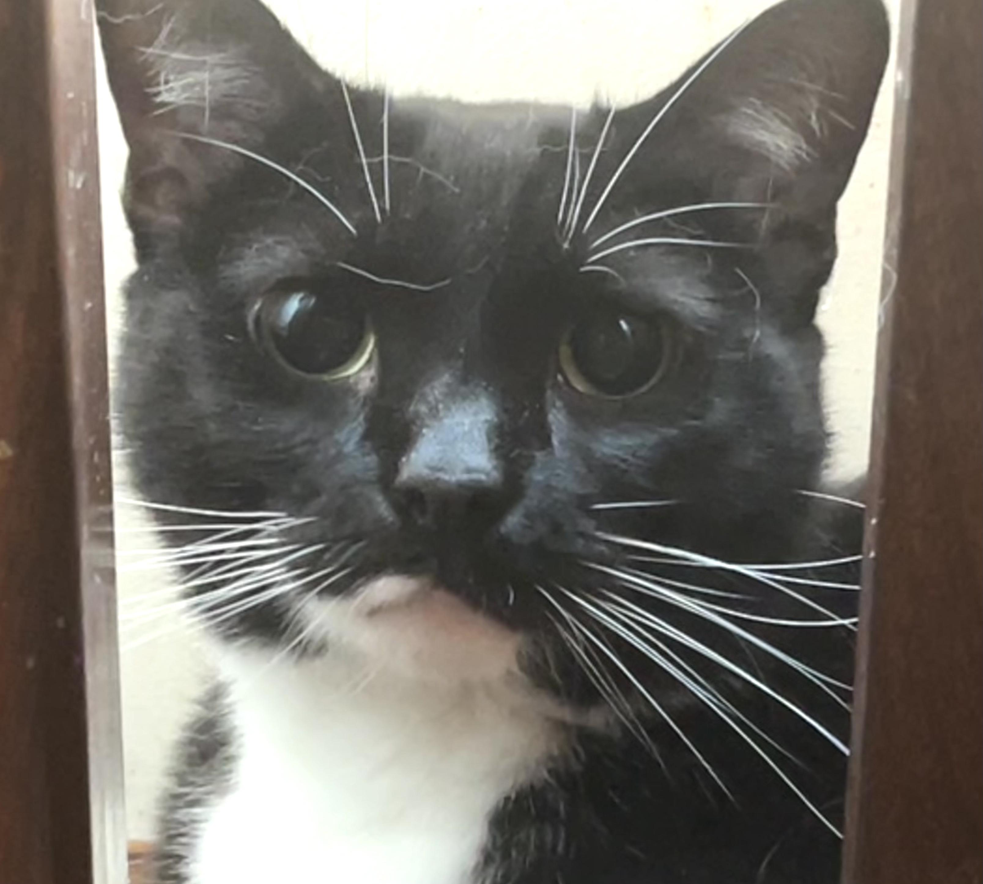 Largely - he's the purry head-butt you really need to get off of your chest!, a Adoptable Domestic Short Hair in Jamaica Plain, MA image 2/6