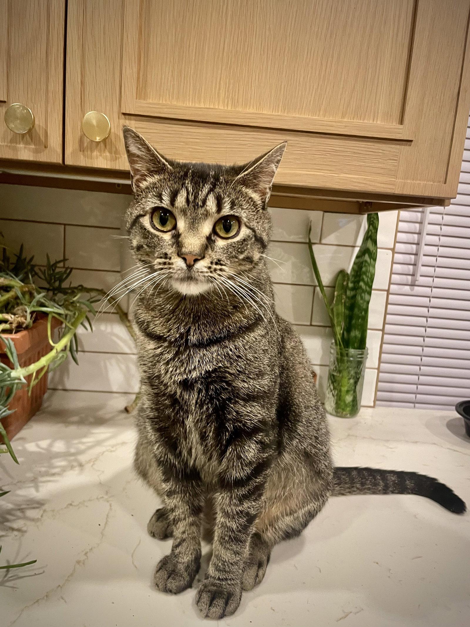 Marty 2 years AVAIALBLE 5/21, Adoptable, Young Male Domestic Short Hair.