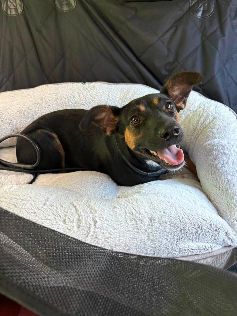 Anna, Adoptable, Puppy Female Shepherd & Mixed Breed.