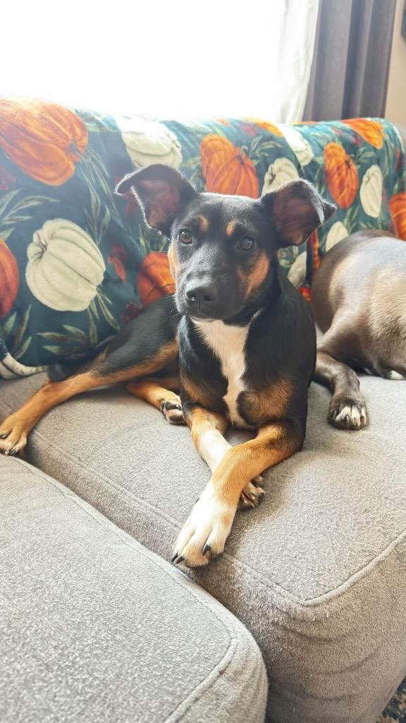 Anna, a Adoptable mixed breed in Orlando, FL image 2/6