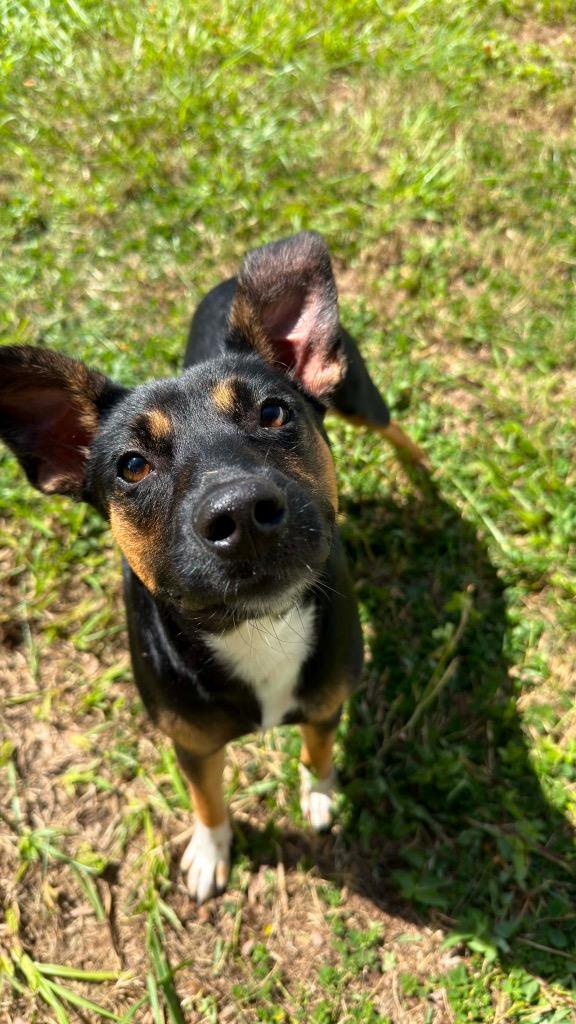 Anna, a Adoptable mixed breed in Orlando, FL image 3/6