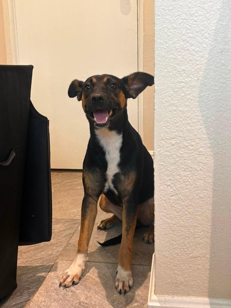 Anna, a Adoptable mixed breed in Orlando, FL image 4/6