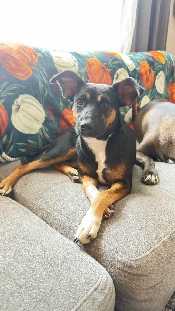 Anna, a Adoptable mixed breed in Orlando, FL image 5/6
