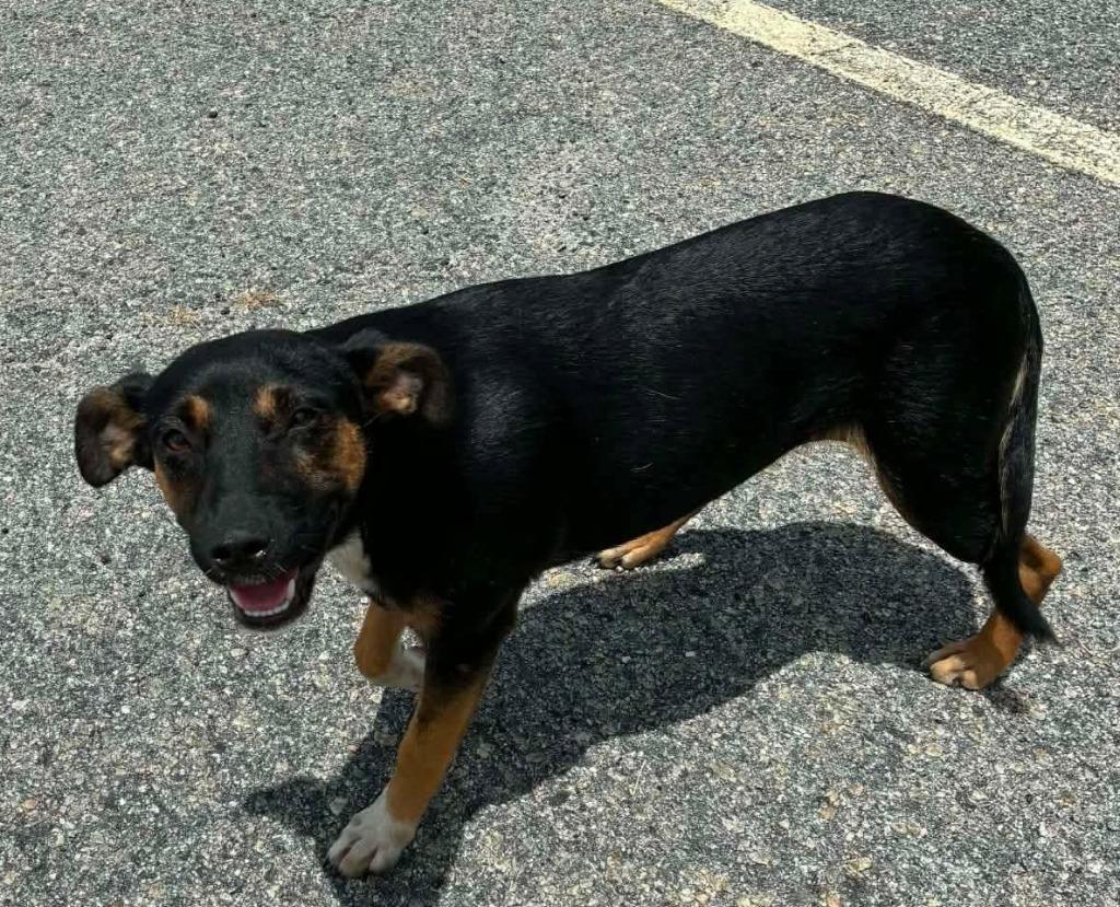 Anna, a Adoptable mixed breed in Orlando, FL image 6/6