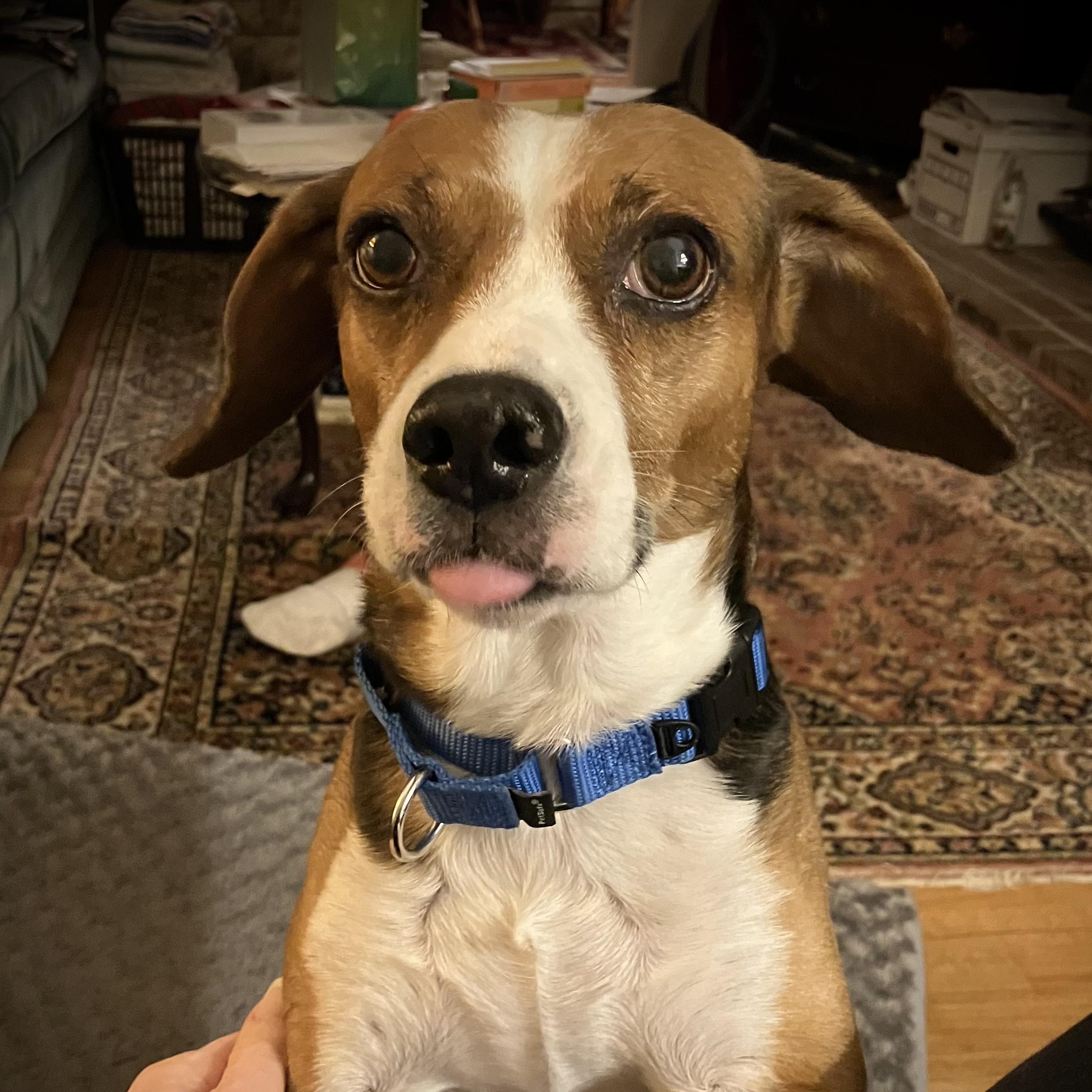 Dusty, Adoptable, Adult Male Beagle & Foxhound.