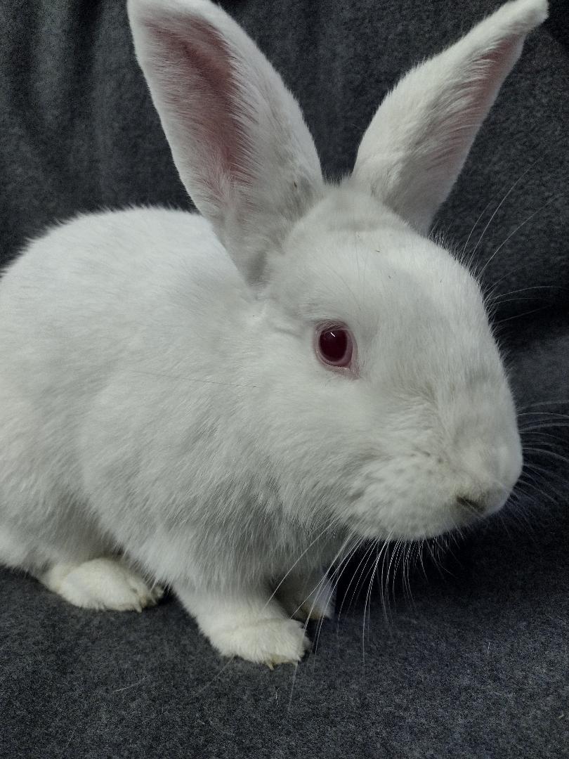 Enlarge Linus, a Adoptable Florida White in Plymouth, MI image 2/3