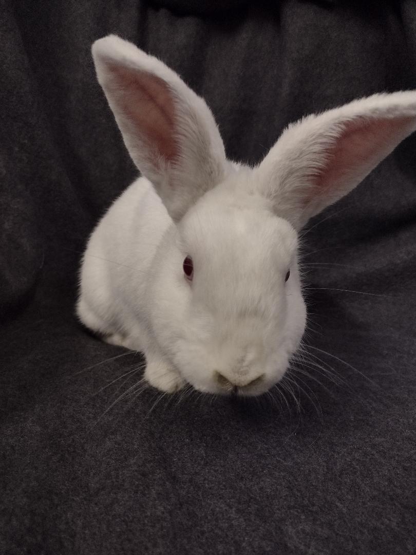 Enlarge Linus, a Adoptable Florida White in Plymouth, MI image 3/3