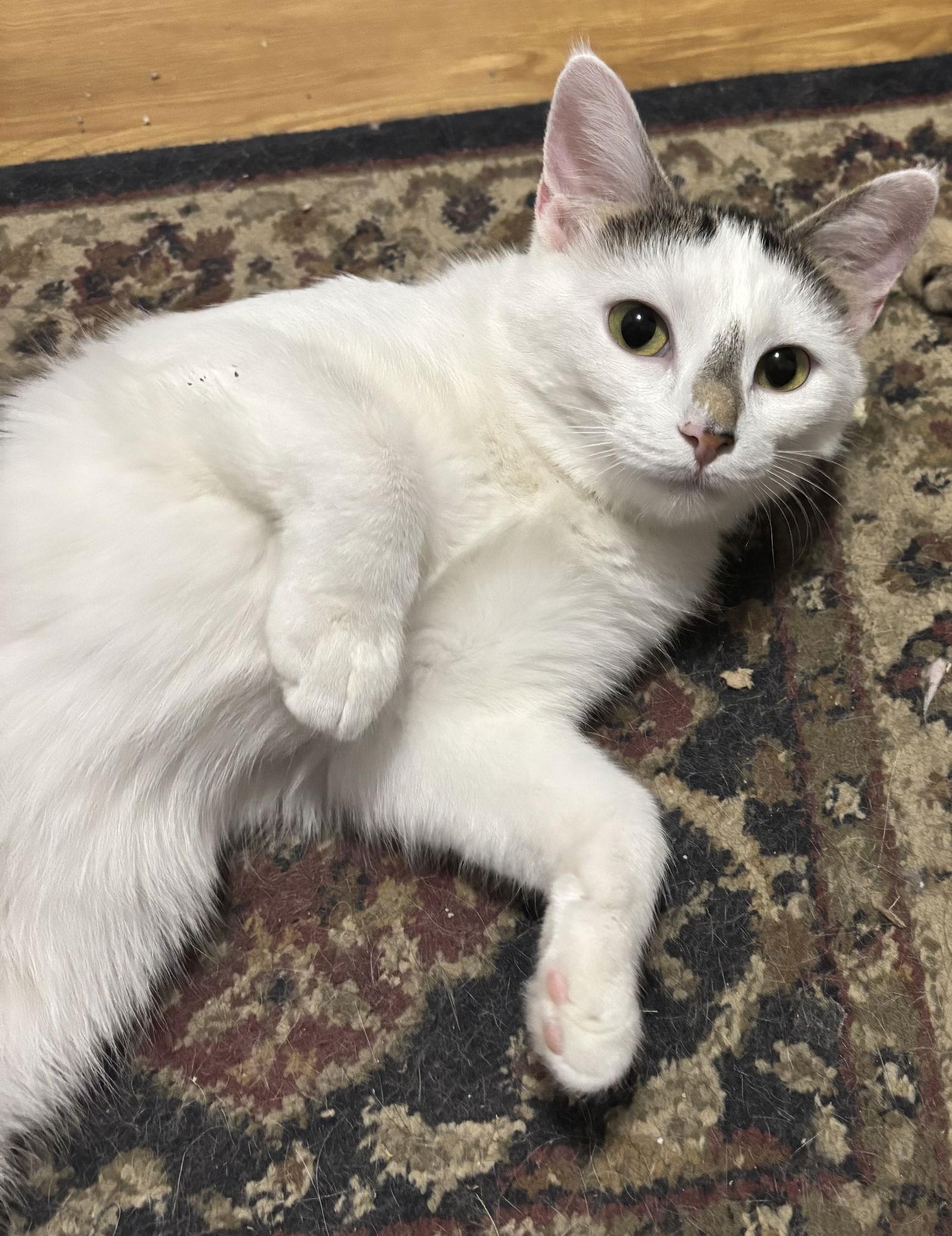 Josie  - Must Apply in Person !, Adoptable, Adult Female Tabby & Domestic Short Hair.