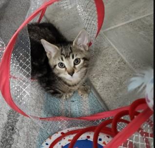 Enlarge Aspen Haseman, an adopted Domestic Short Hair in Denver, CO image 3/4