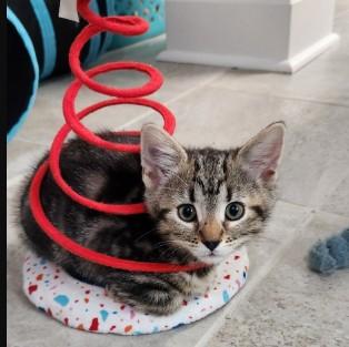 Enlarge Aspen Haseman, an adopted Domestic Short Hair in Denver, CO image 2/4