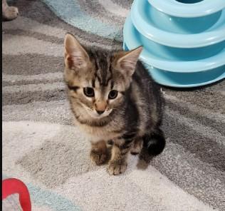 Enlarge Aspen Haseman, an adopted Domestic Short Hair in Denver, CO image 4/4