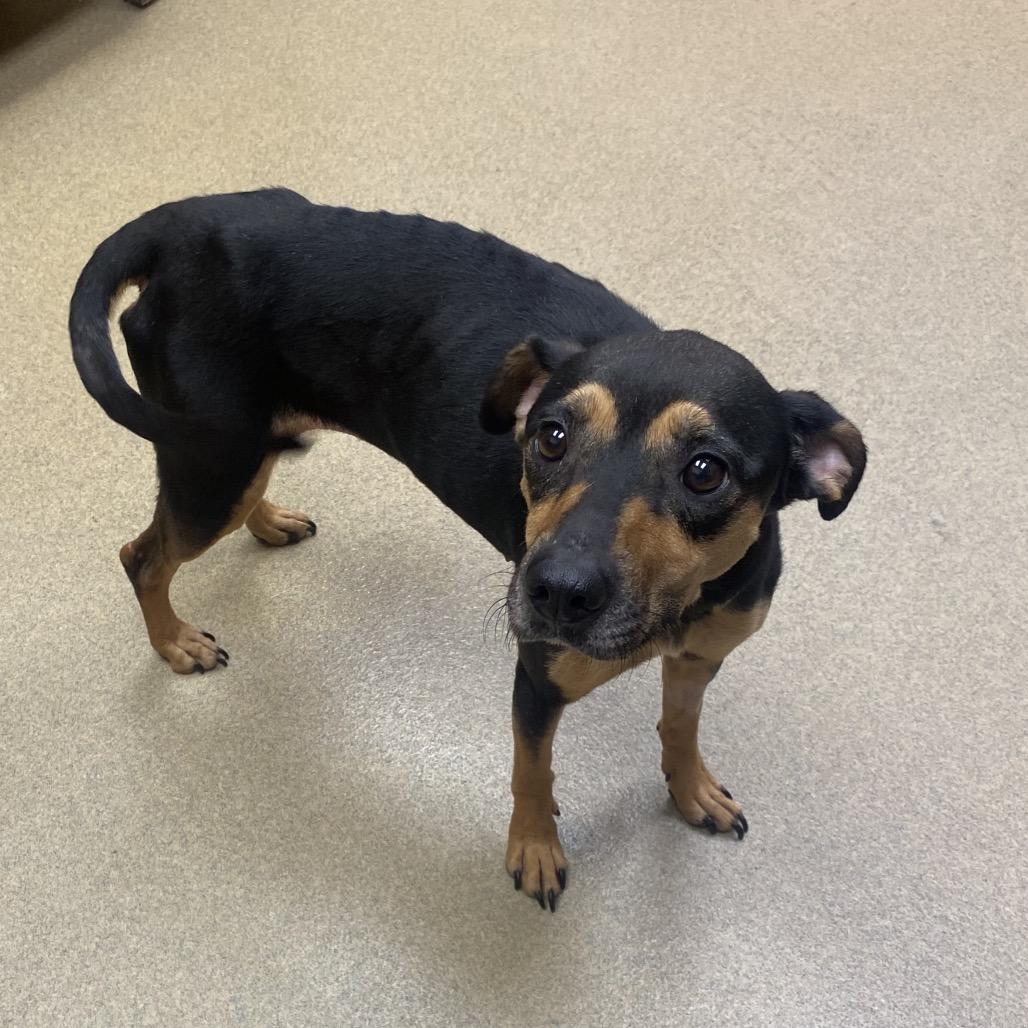 Everett, Adoptable, Adult Female Shepherd & Mixed Breed.