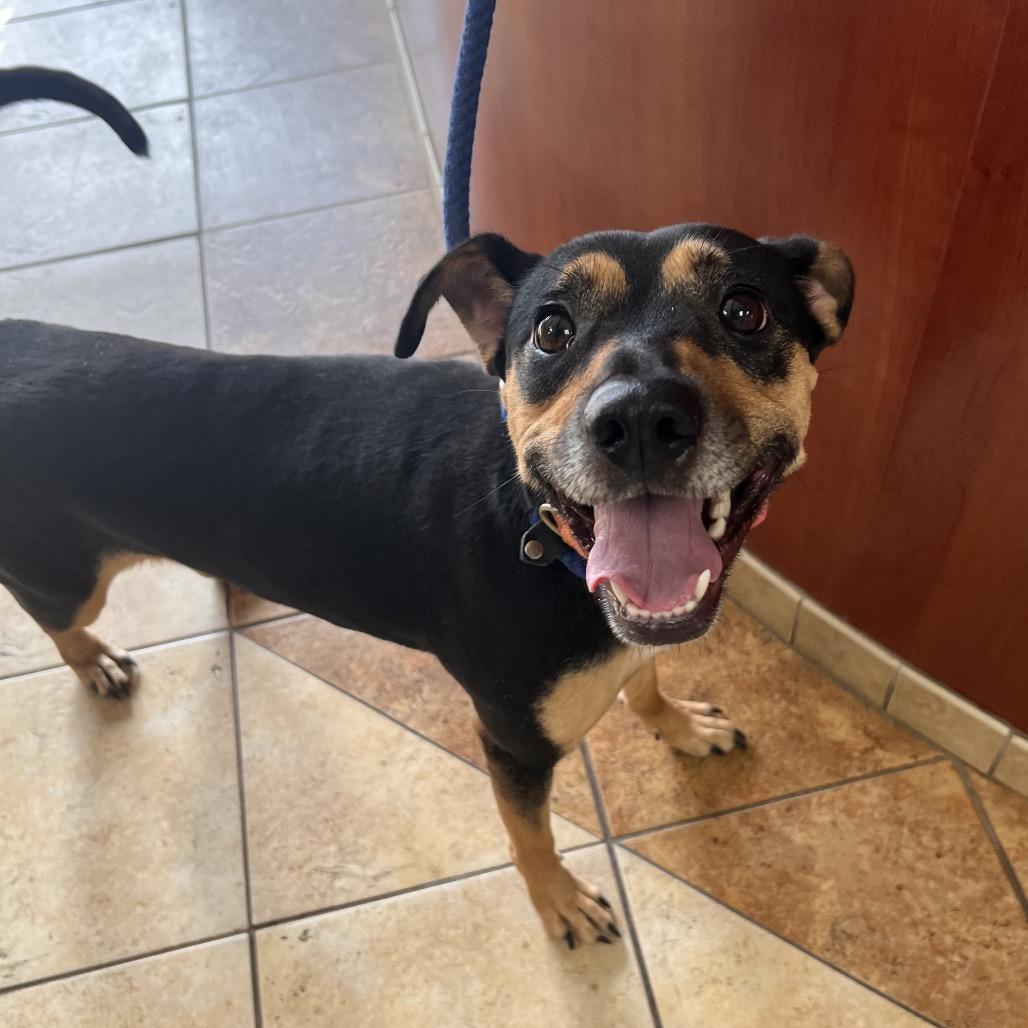 Enlarge Everett, a Adoptable mixed breed in Columbus, GA image 2/3