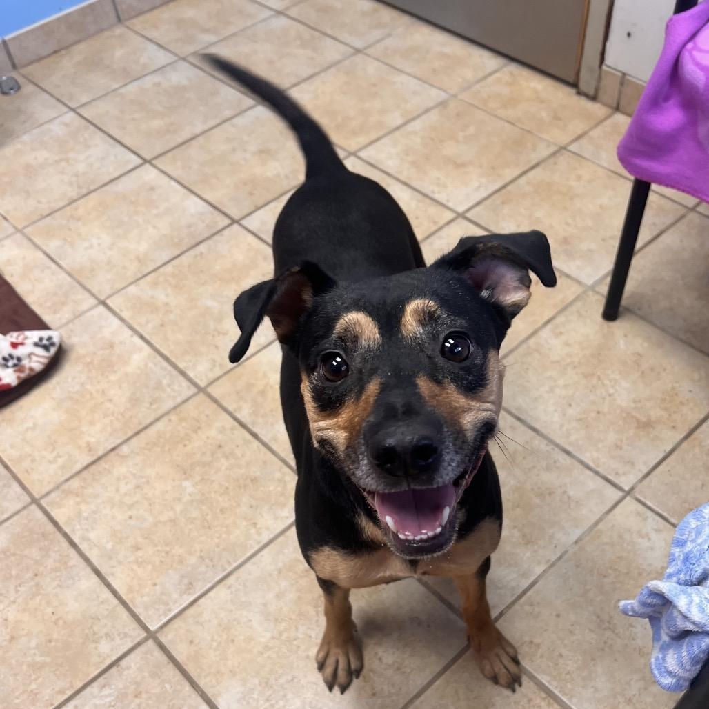 Enlarge Everett, a Adoptable mixed breed in Columbus, GA image 3/3