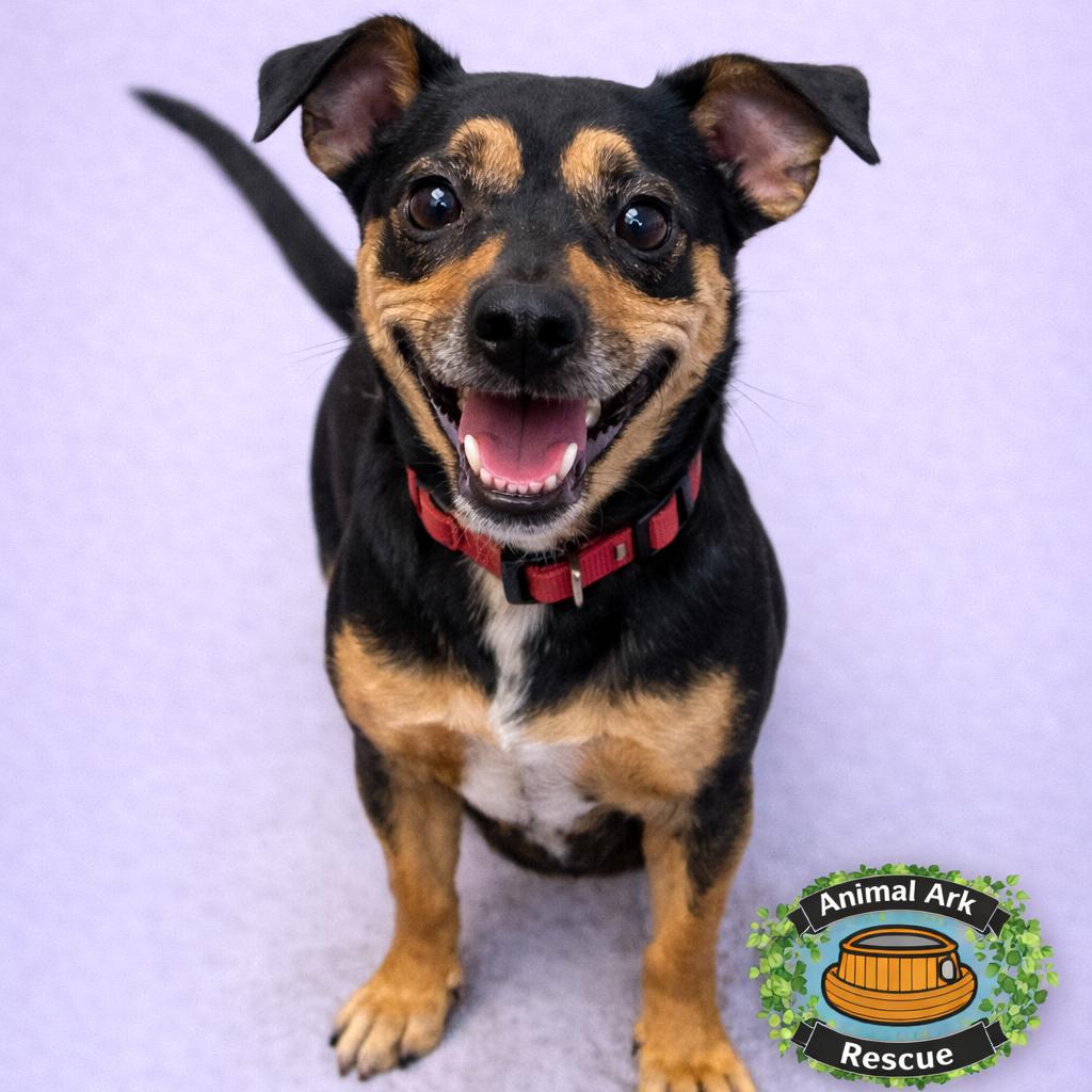 Everett, a Adoptable mixed breed in Columbus, GA image 4/4