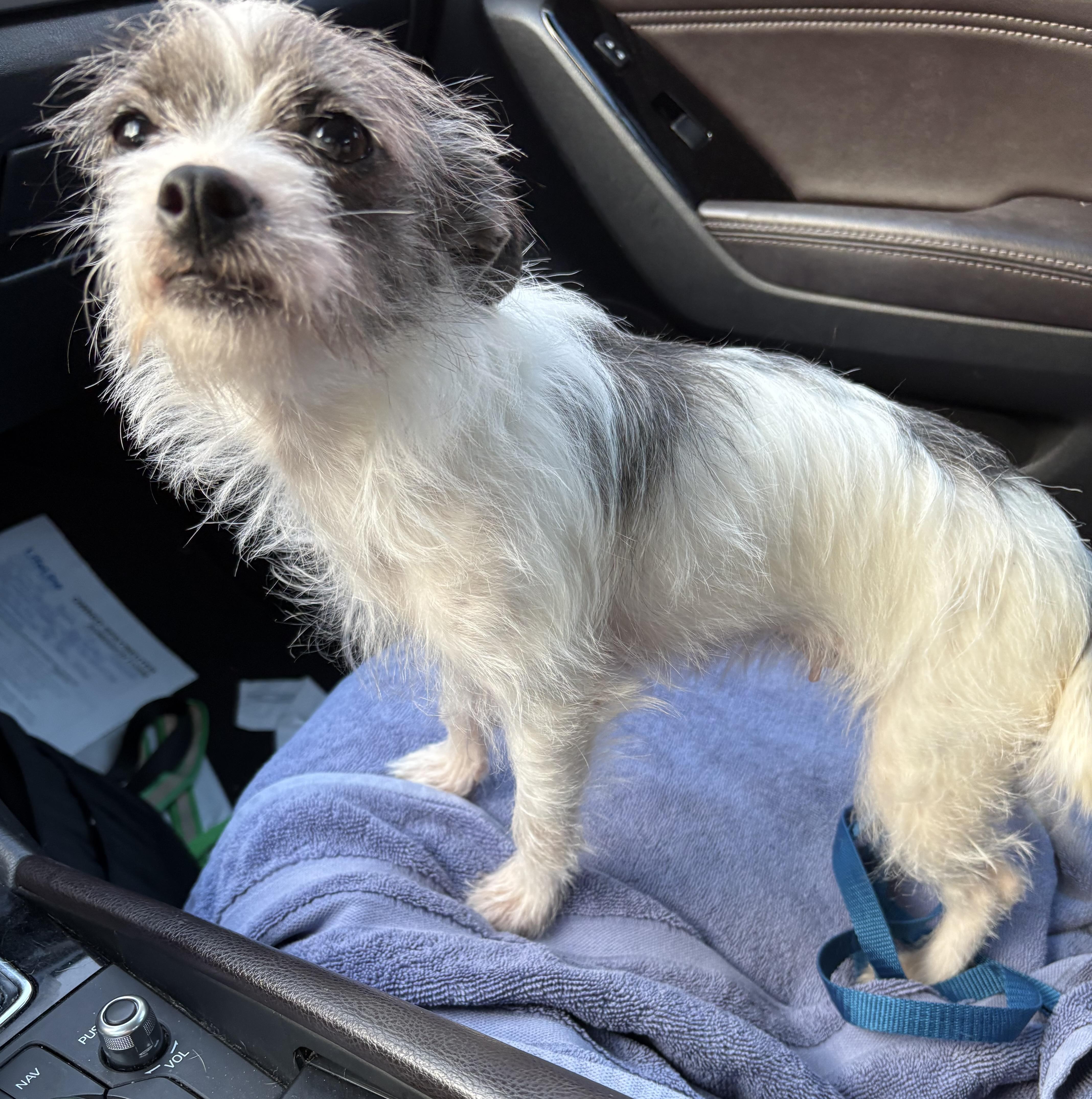 Cindy Lou, Adoptable, Young Female Chihuahua & Mixed Breed.