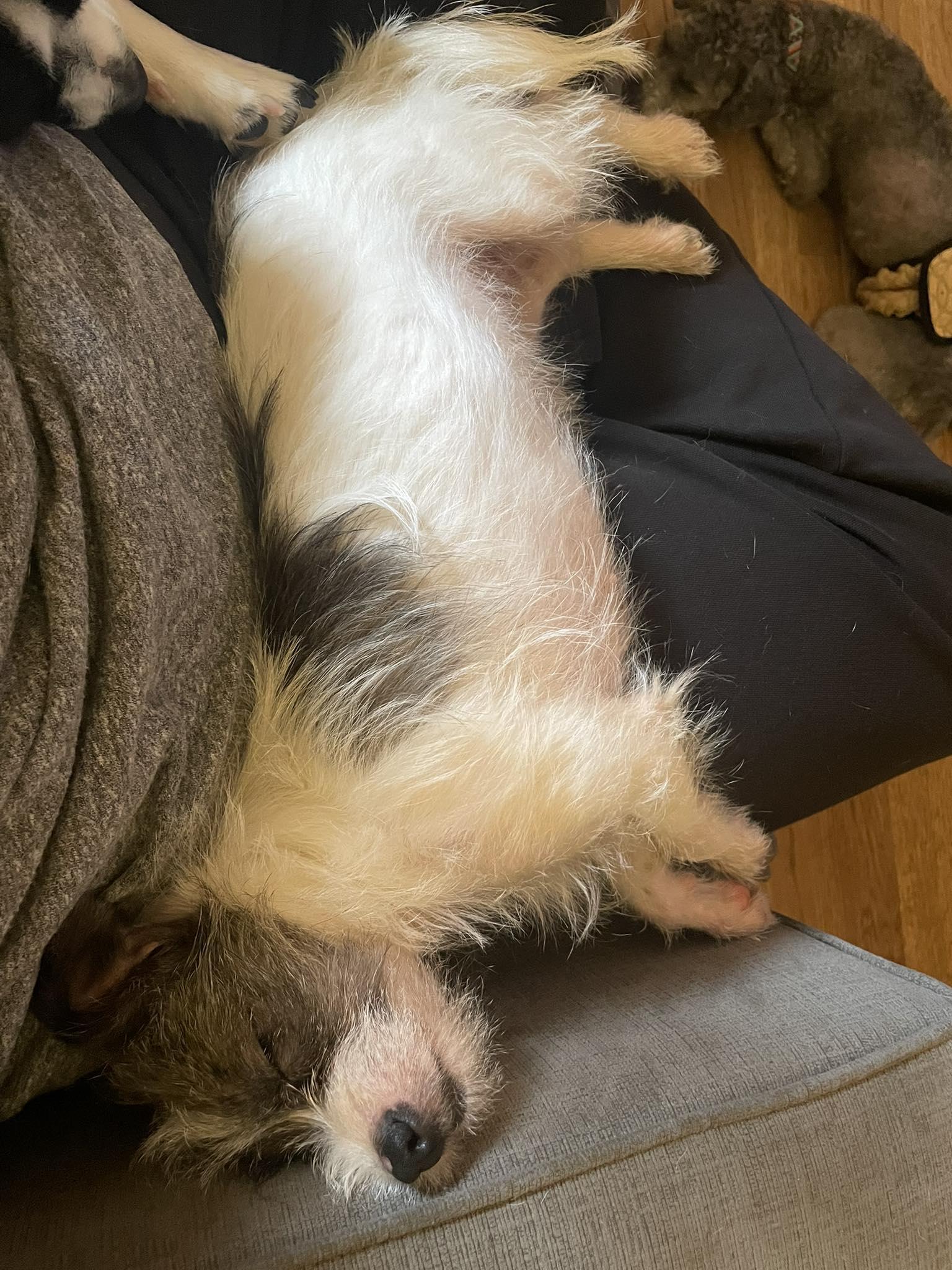 Cindy Lou, a Adoptable mixed breed in East Point, GA image 3/3