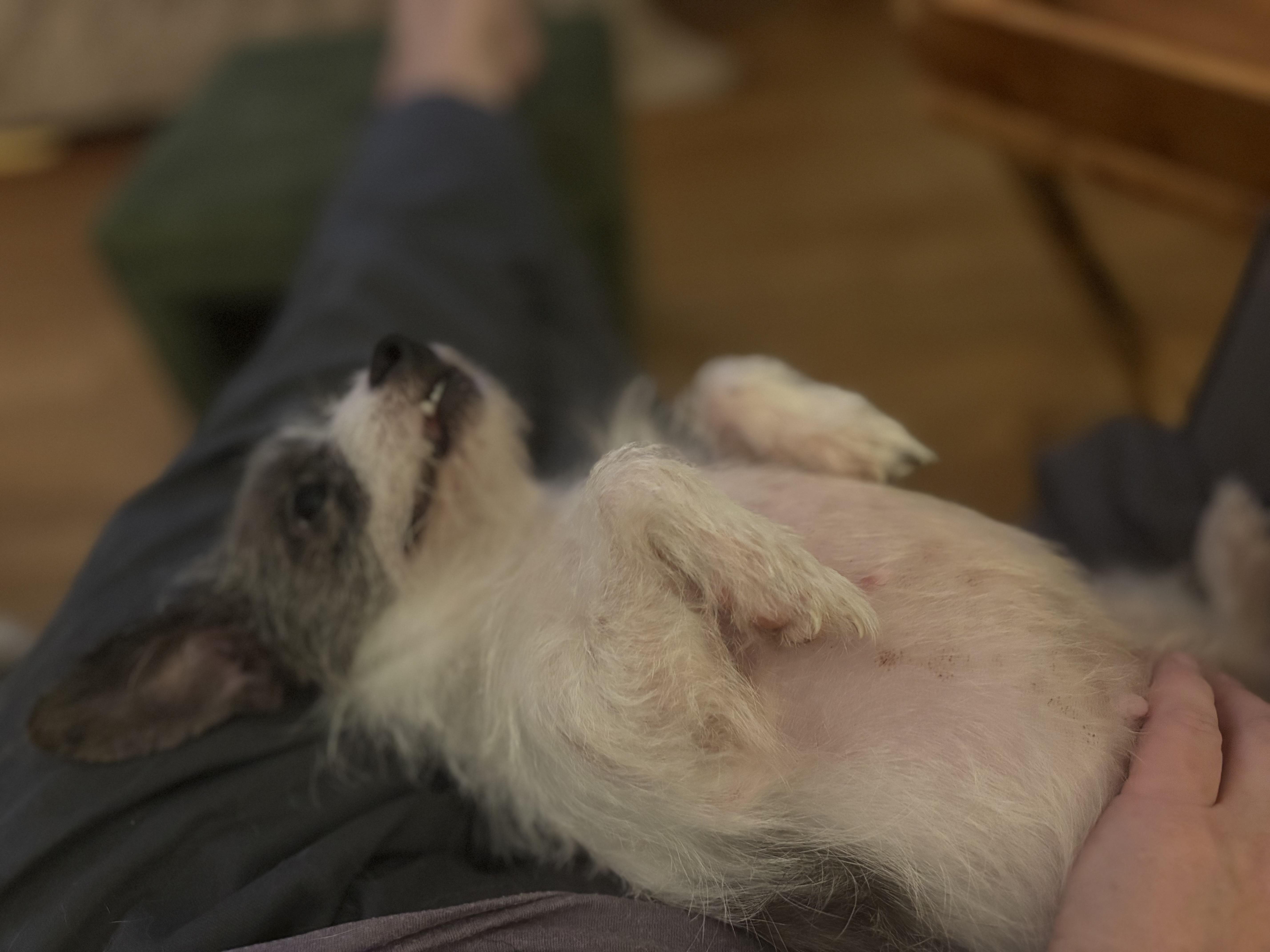 Cindy Lou, adopted, Young Female Chihuahua & Mixed Breed.