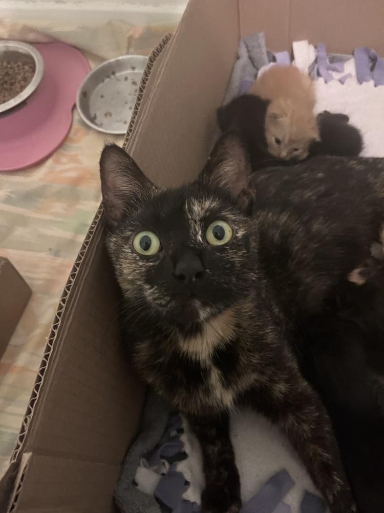 Enlarge Cherry, a Adoptable Domestic Short Hair in Anoka, MN image 1/1