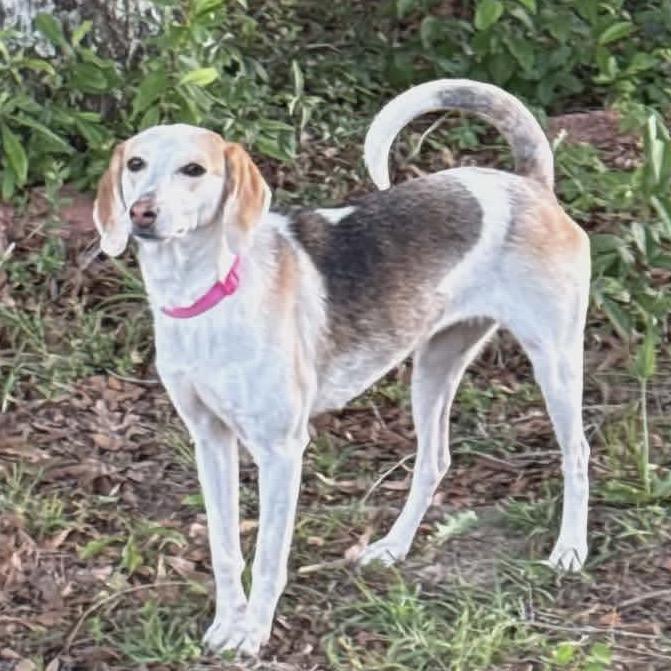 Enlarge Molly, a Adoptable Coonhound in Gulfport, MS image 2/6