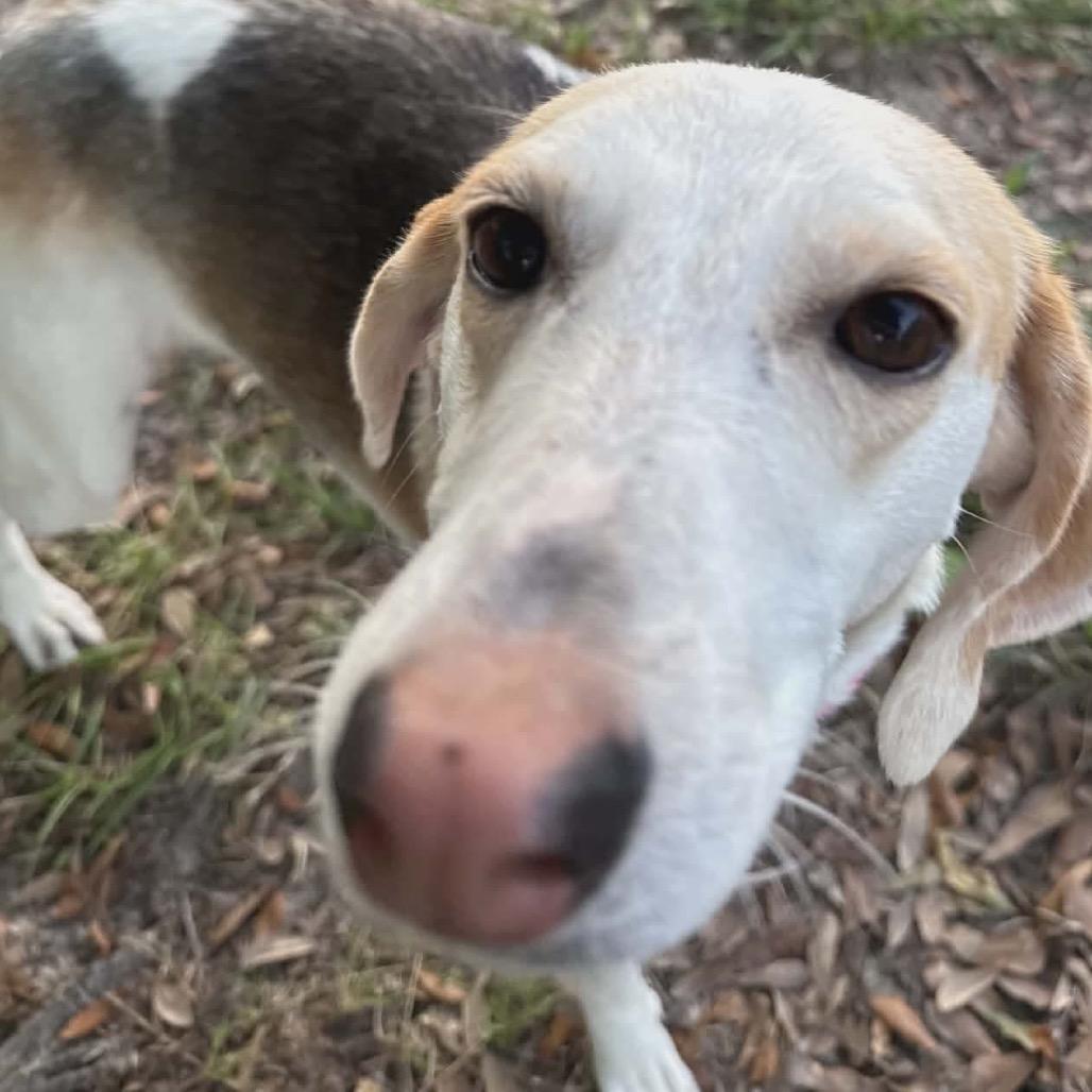 Enlarge Molly, a Adoptable Coonhound in Gulfport, MS image 3/6