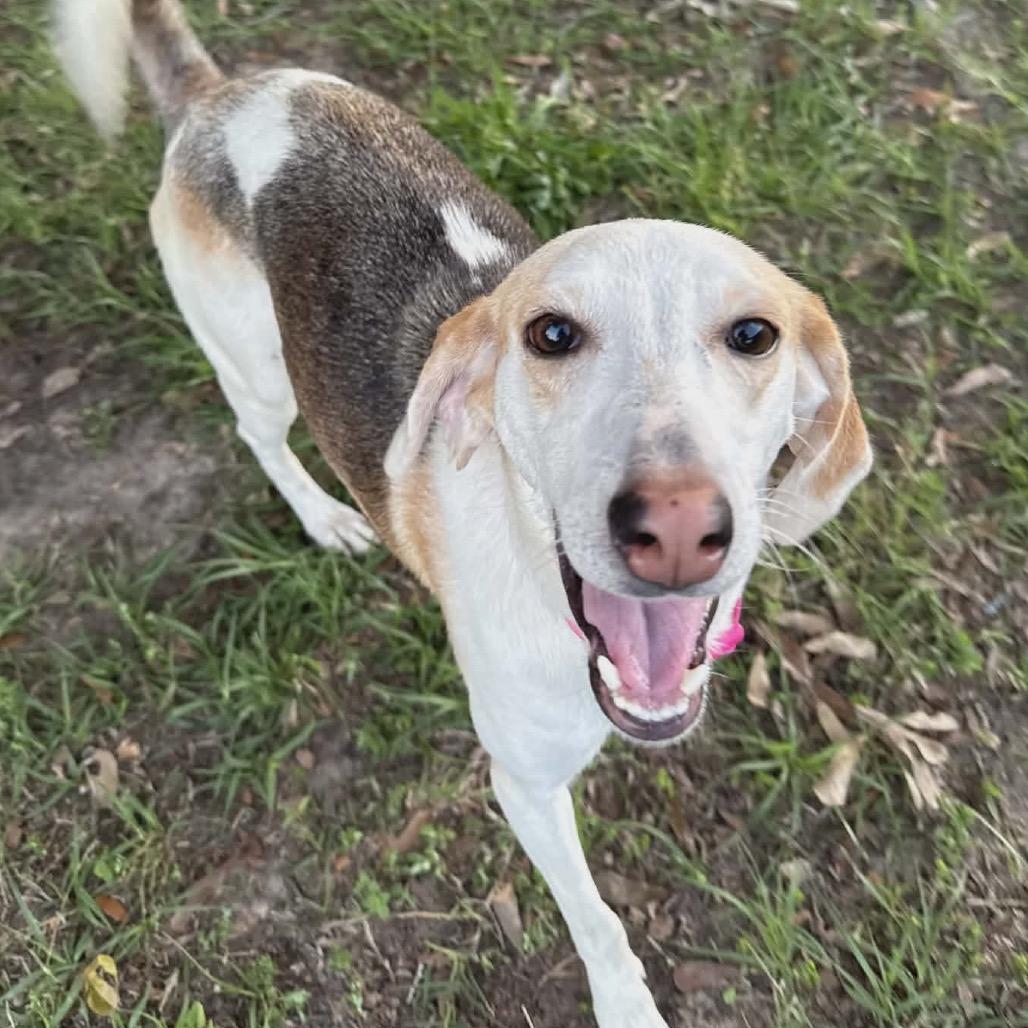 Enlarge Molly, a Adoptable Coonhound in Gulfport, MS image 4/6