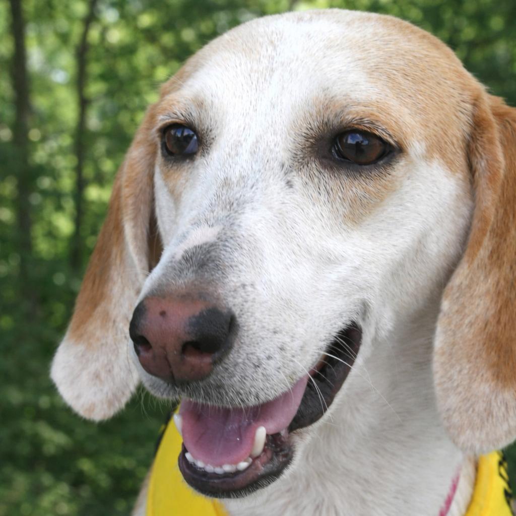 Enlarge Molly, a Adoptable Coonhound in Gulfport, MS image 6/6