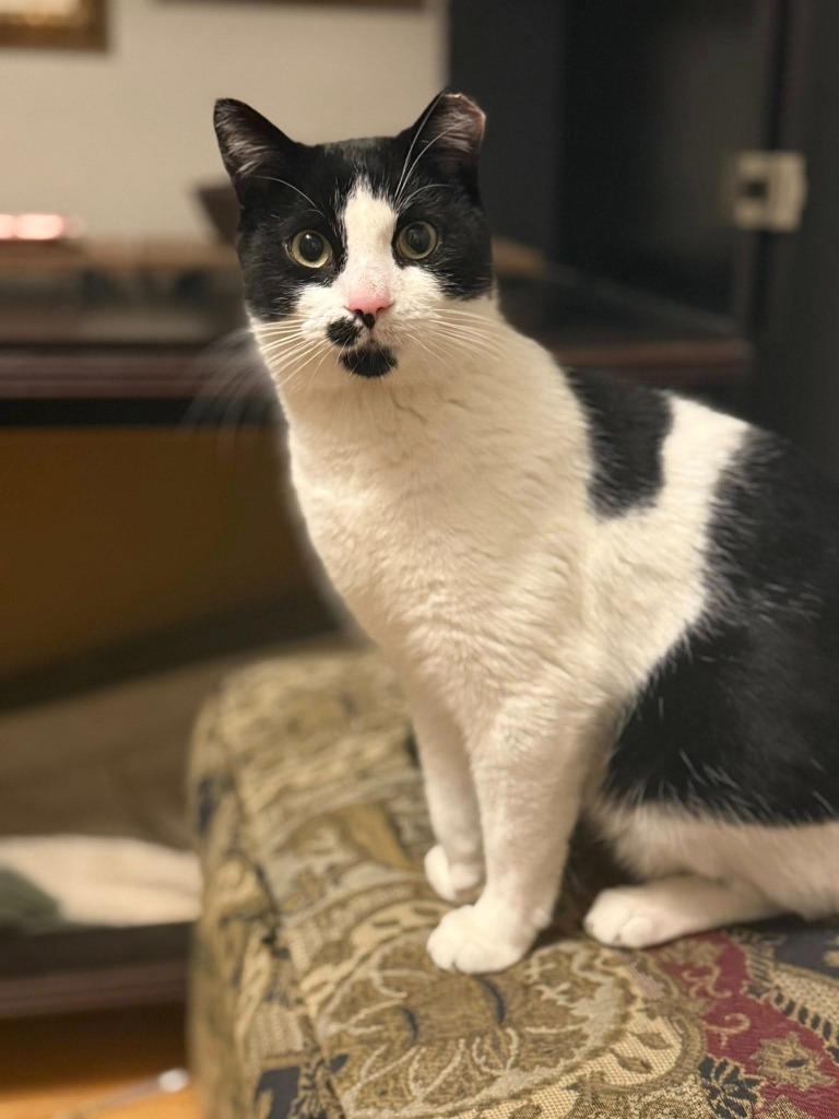 Enlarge Louis, a Adoptable mixed breed in Libertyville, IL image 1/6