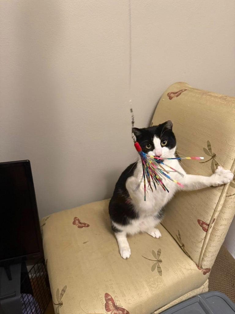 Louis — thumbnail 2